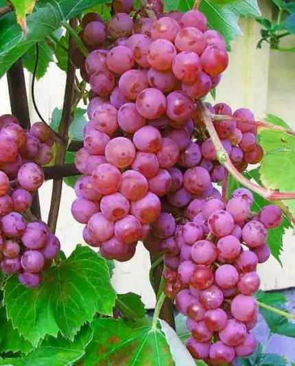 Виноград Эйнсет сидлис