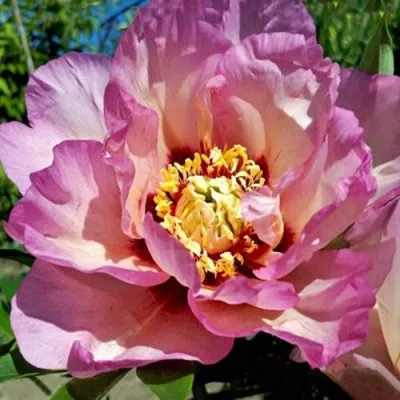 pastel-splendor.webp